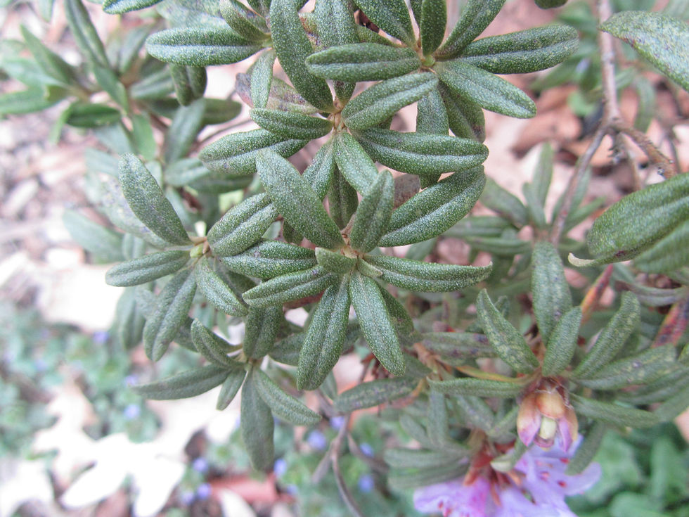 Rhododendron hippophaeoides