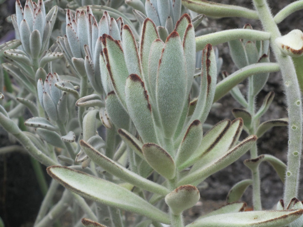 Kalanchoe tomentosa