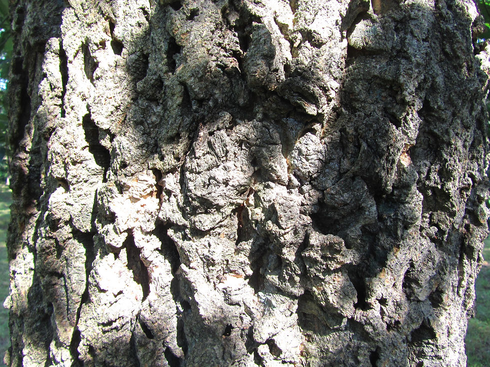 Quercus variabilis