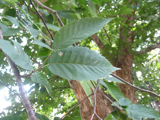 IMG_2203 (Populus tremuloides).jpg