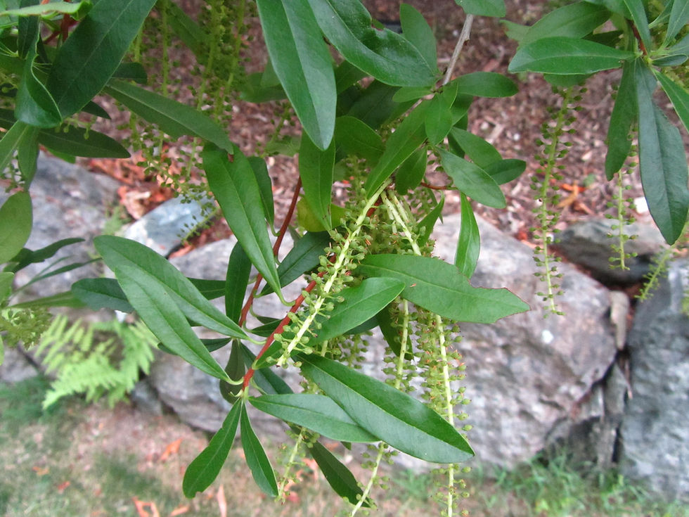 Cyrilla racemiflora