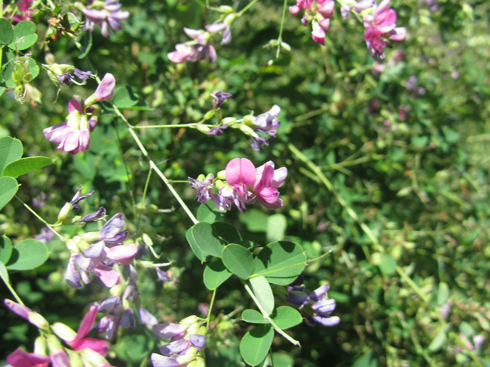 Lespedeza bicolor