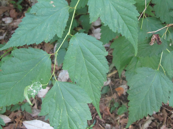 IMG_2203 (Populus tremuloides).jpg