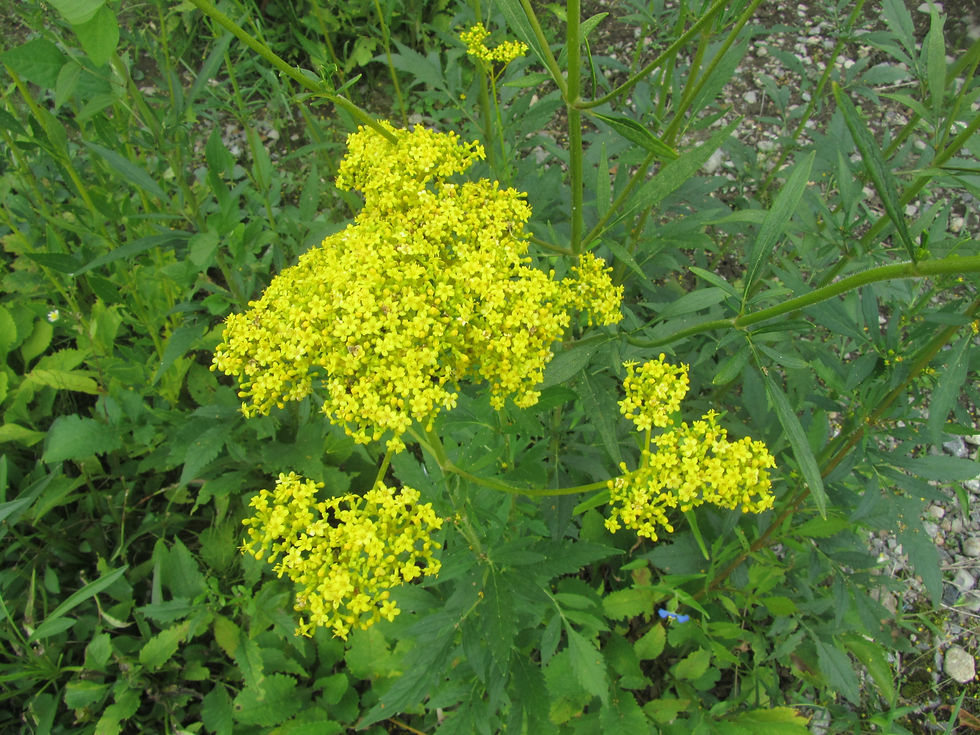 Patrinia scabiosifolia