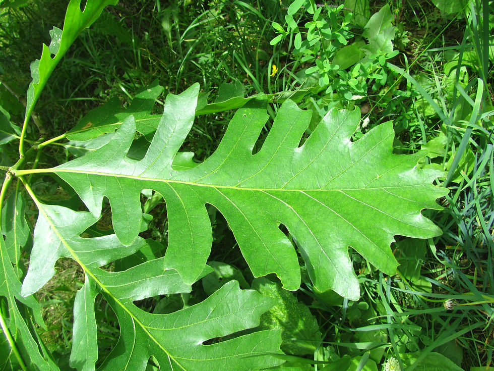 Quercus x megaleia