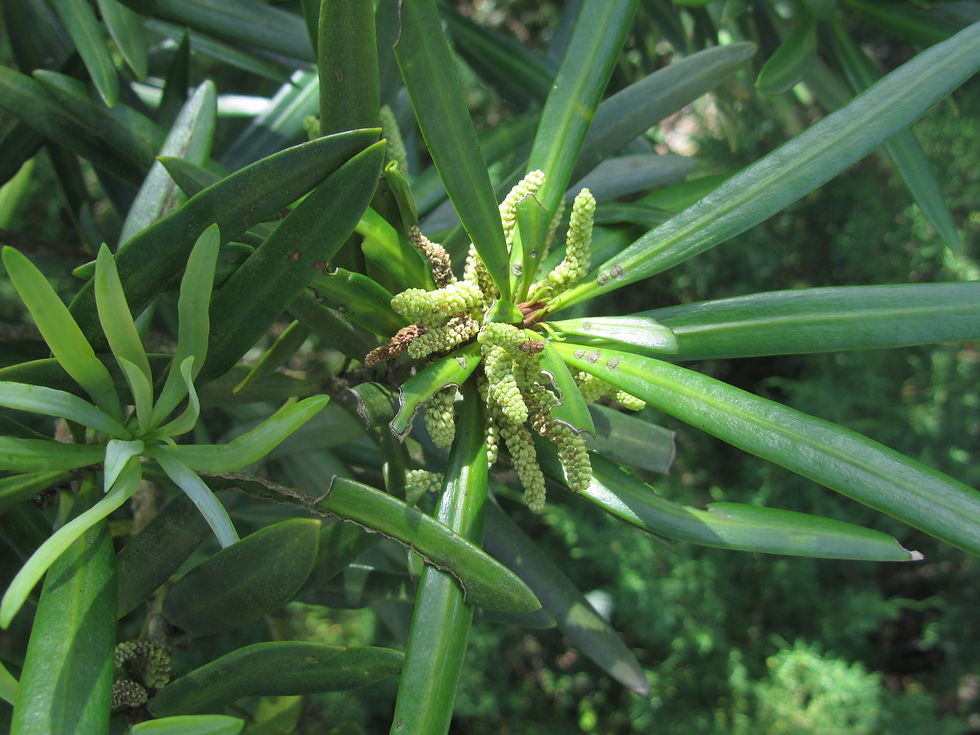 Podocarpus macrophyllus