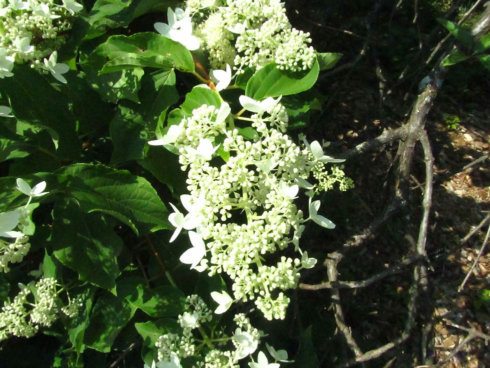Hydrangea paniculata 'Praecox'