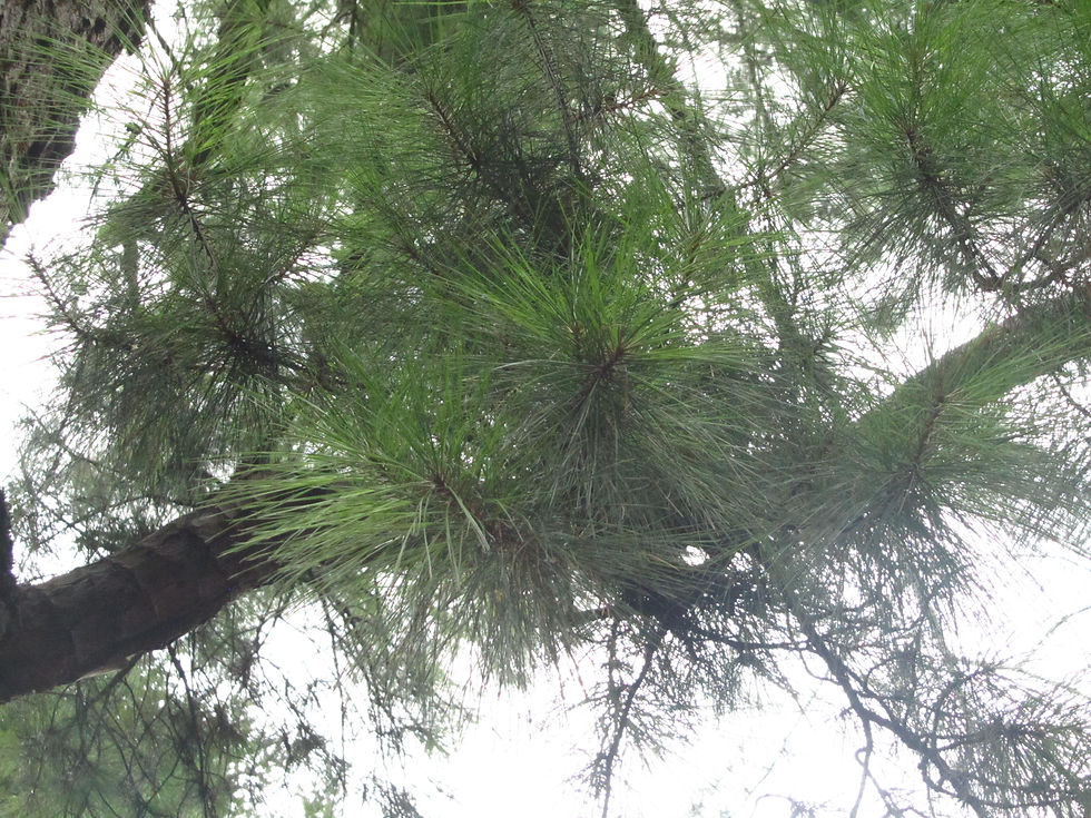 Pinus taiwanensis