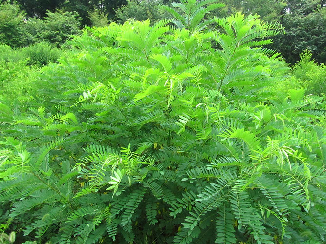 IMG_2203 (Populus tremuloides).jpg