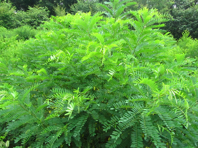 IMG_2203 (Populus tremuloides).jpg