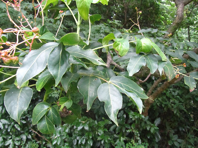 IMG_2203 (Populus tremuloides).jpg