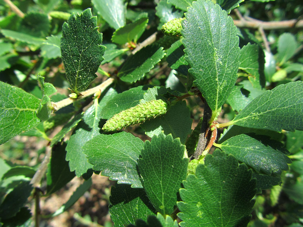 Betula pumila