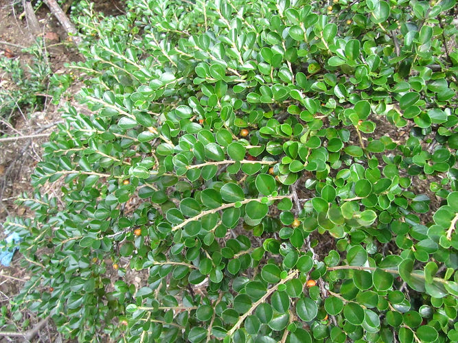 IMG_2203 (Populus tremuloides).jpg