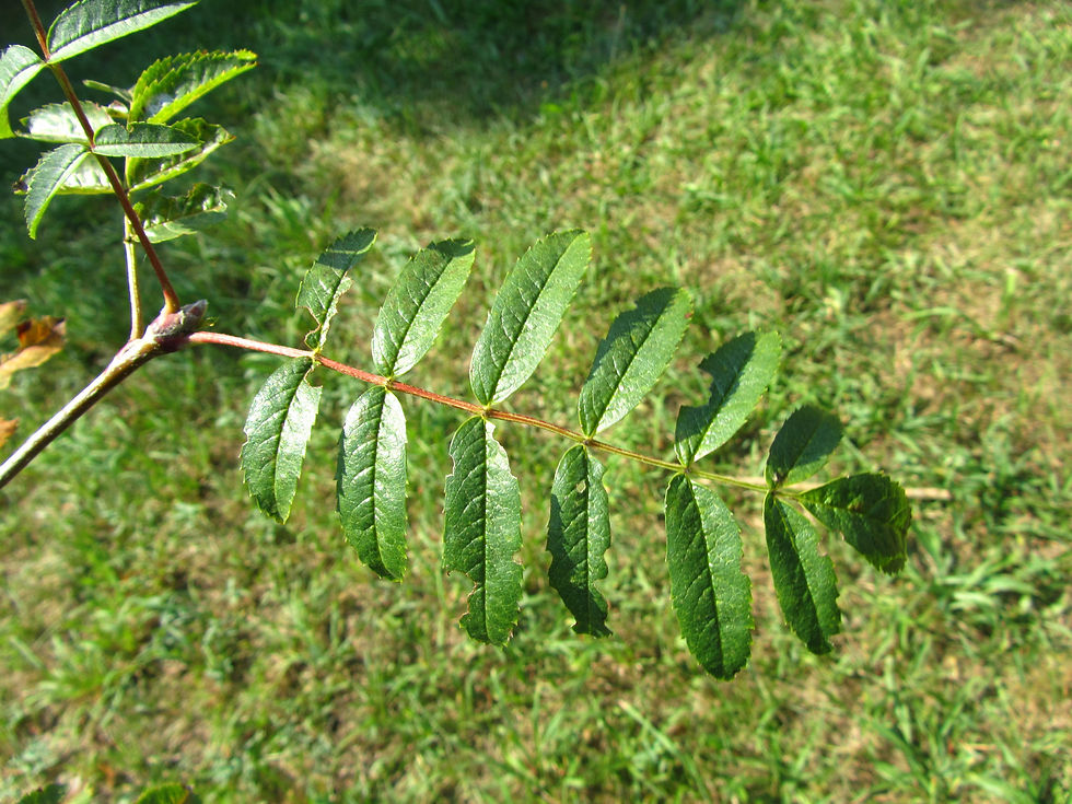 Sorbus scopulina