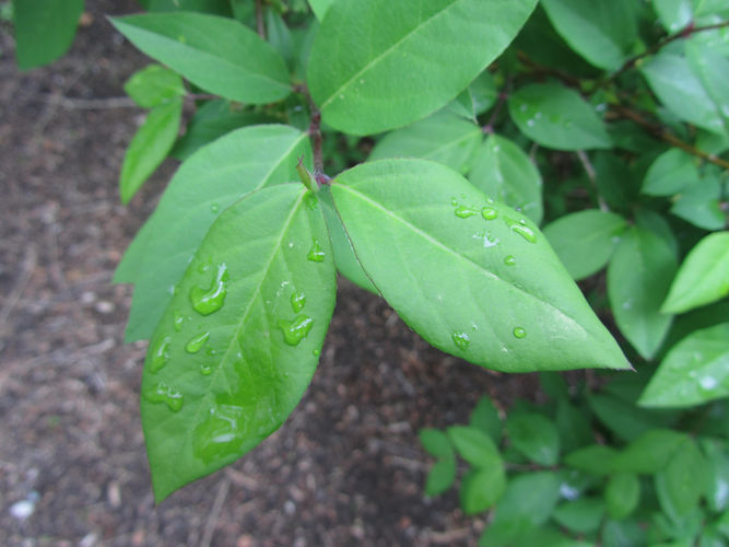 IMG_2203 (Populus tremuloides).jpg