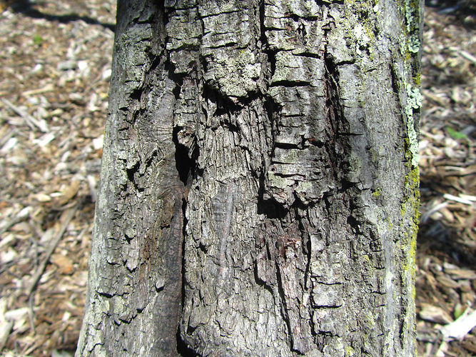 IMG_2203 (Populus tremuloides).jpg
