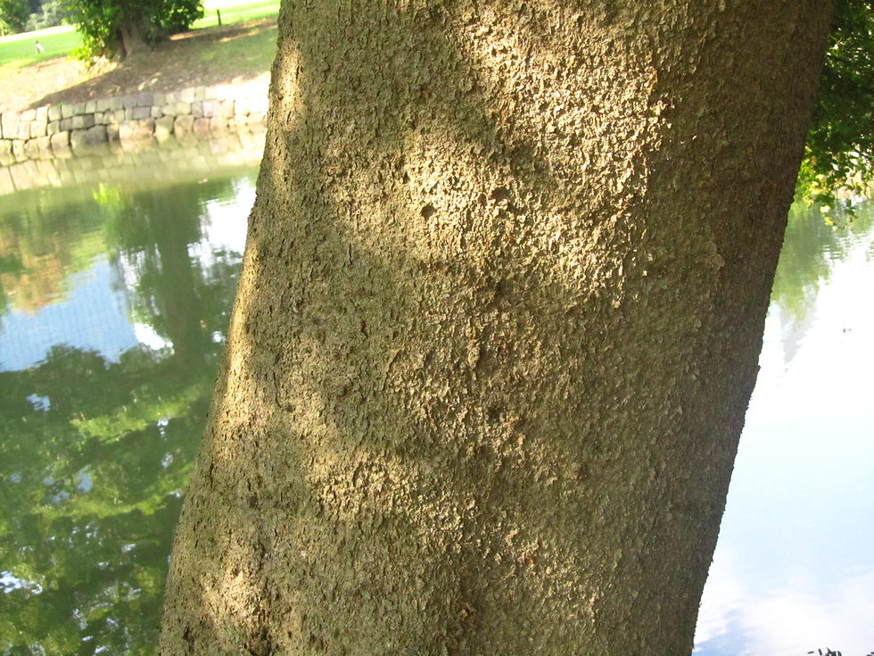 Celtis sinensis