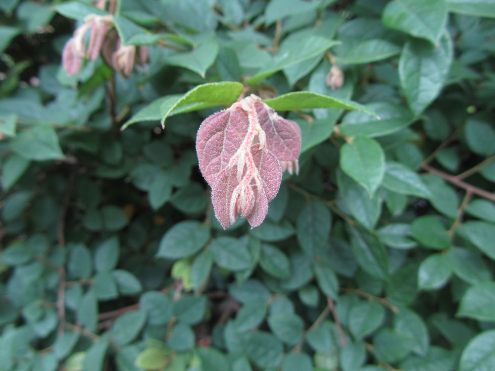 Loropetalum chinense