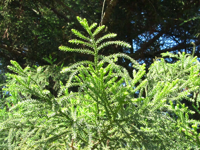 IMG_2203 (Populus tremuloides).jpg