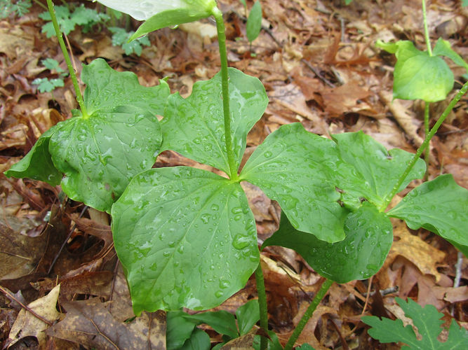 IMG_2203 (Populus tremuloides).jpg