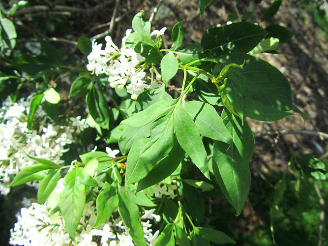 IMG_2203 (Populus tremuloides).jpg
