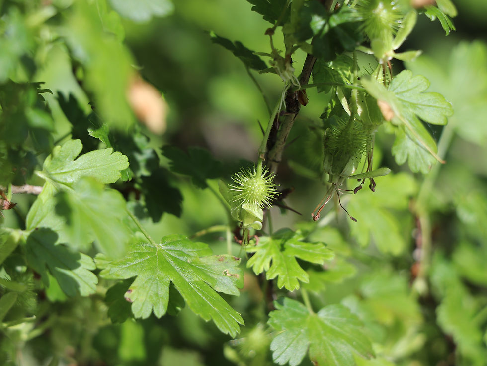 Ribes echinellum