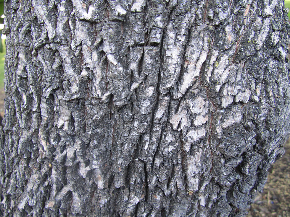 Sideroxylon lanuginosum ssp. oblongifolium