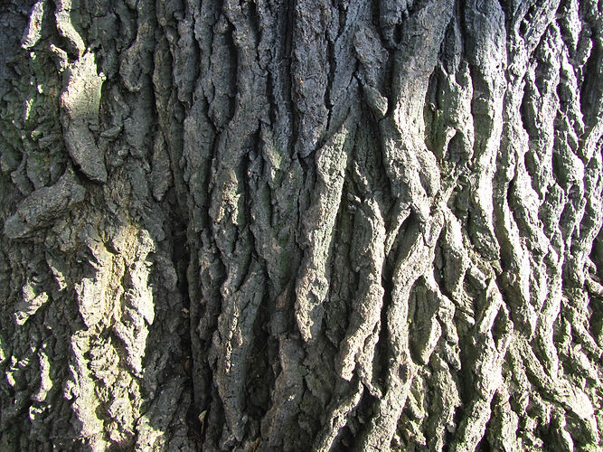 IMG_2203 (Populus tremuloides).jpg