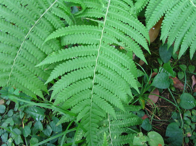 IMG_2203 (Populus tremuloides).jpg