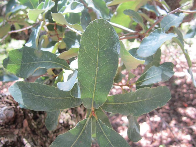 IMG_2203 (Populus tremuloides).jpg