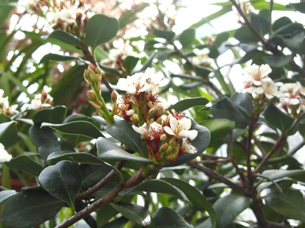 Terminalia buceras