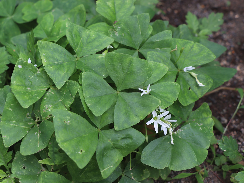 Oxalis triangularis