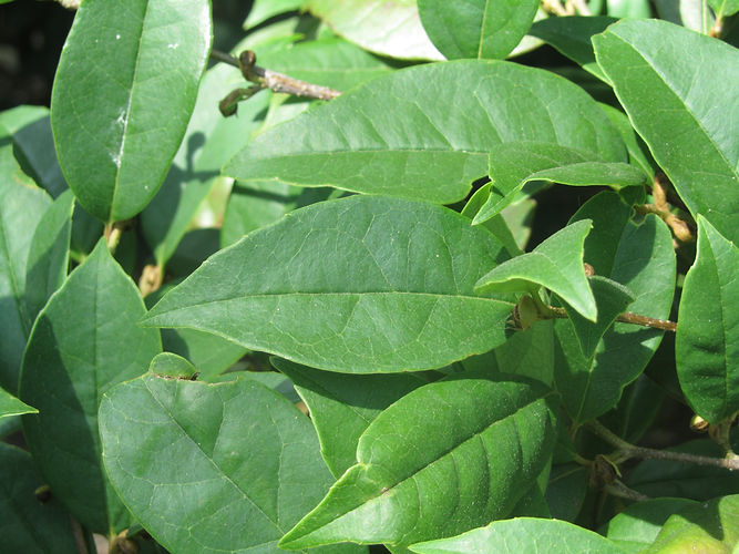 IMG_2203 (Populus tremuloides).jpg