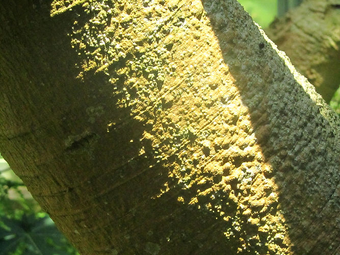 IMG_2203 (Populus tremuloides).jpg