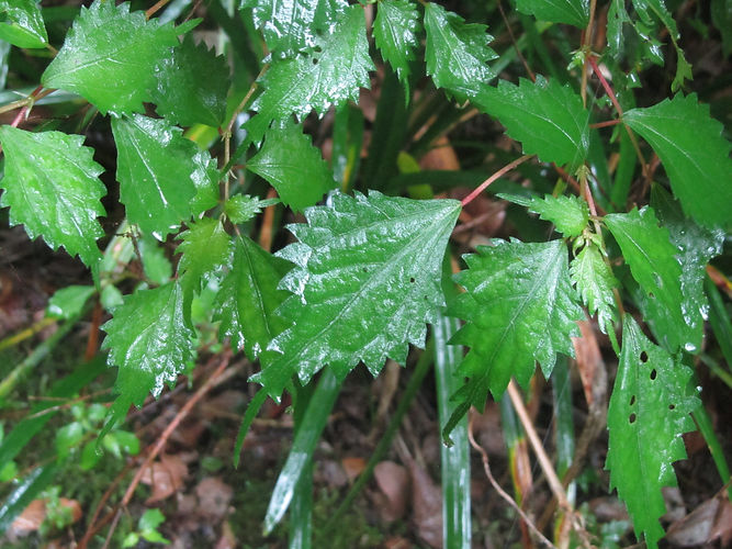 IMG_2203 (Populus tremuloides).jpg