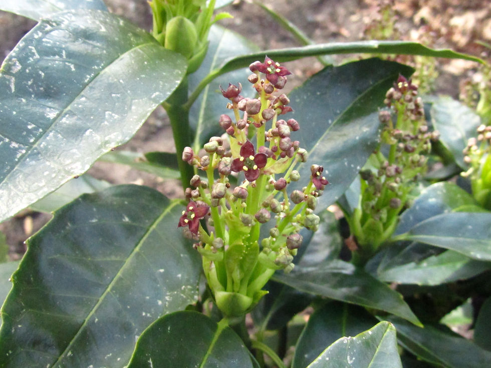 Aucuba japonica var. japonica