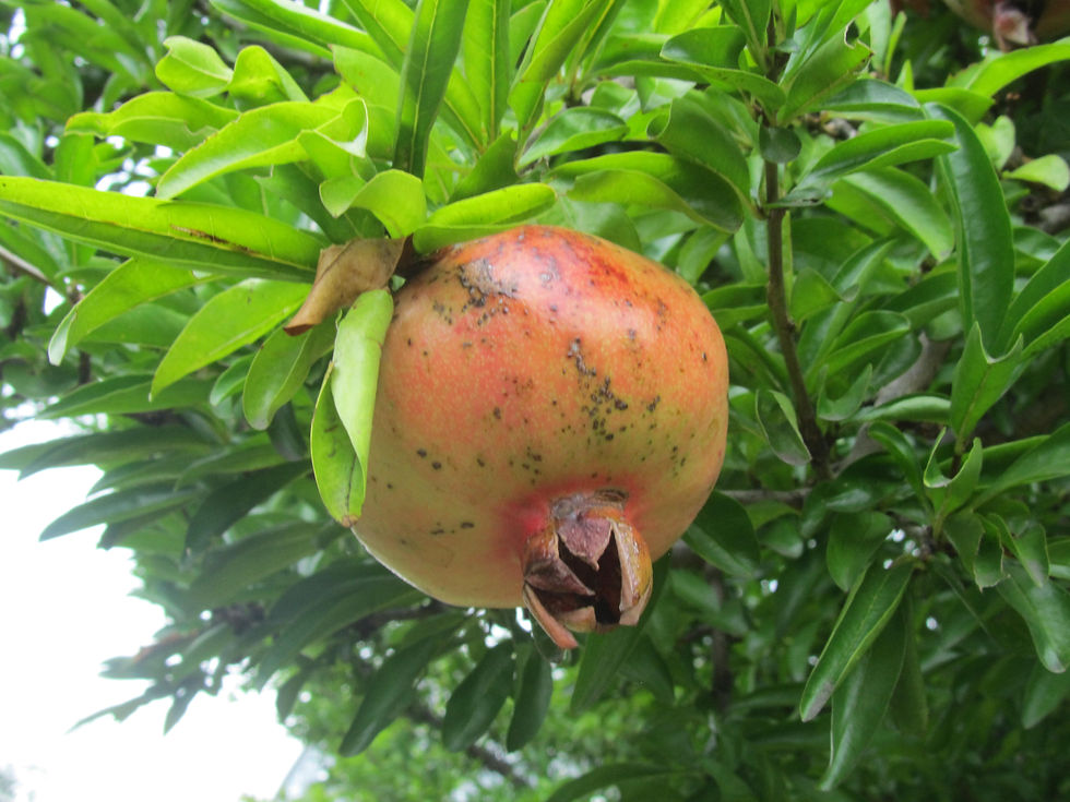 Punica granatum