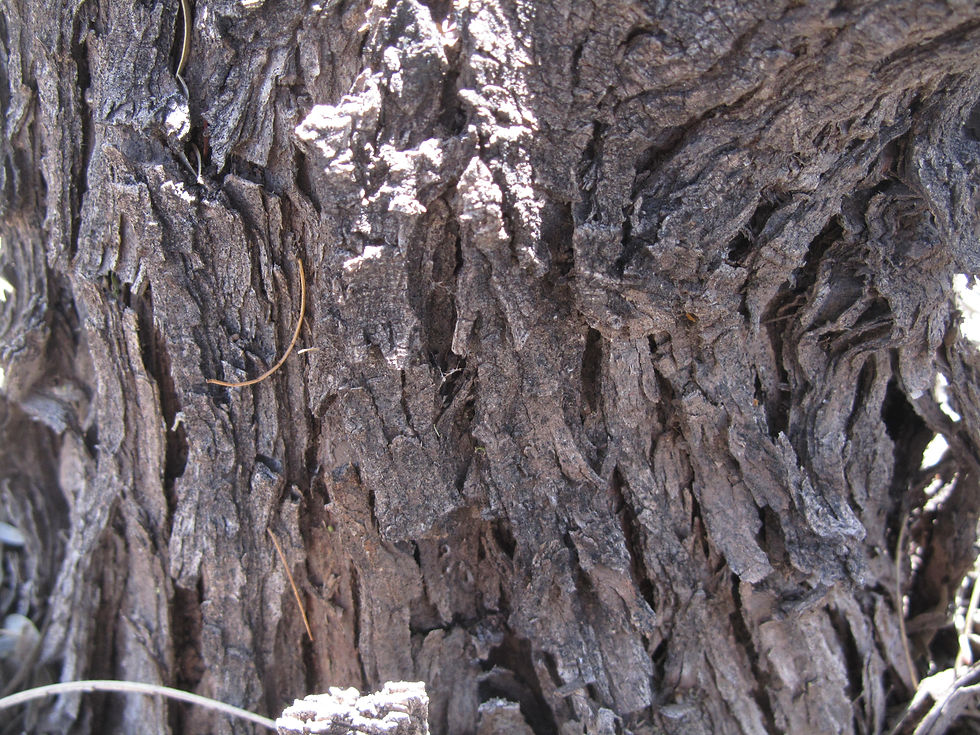 Prosopis glandulosa var. glandulosa