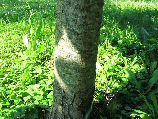 IMG_2203 (Populus tremuloides).jpg