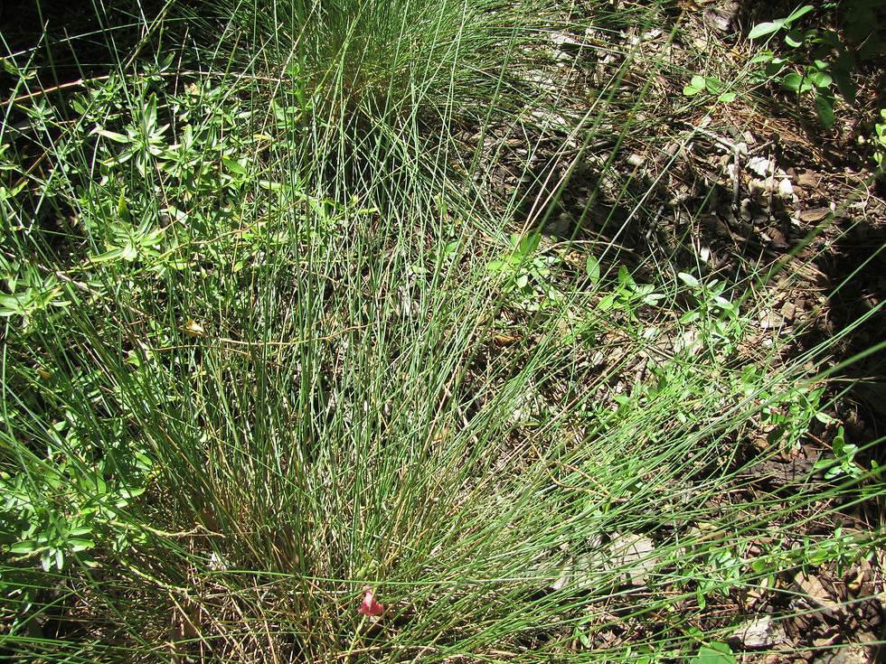 Muhlenbergia capillaris