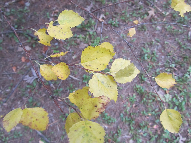 IMG_2203 (Populus tremuloides).jpg