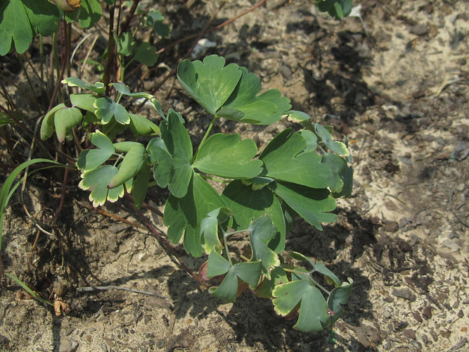 IMG_2203 (Populus tremuloides).jpg
