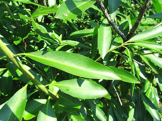 IMG_2203 (Populus tremuloides).jpg