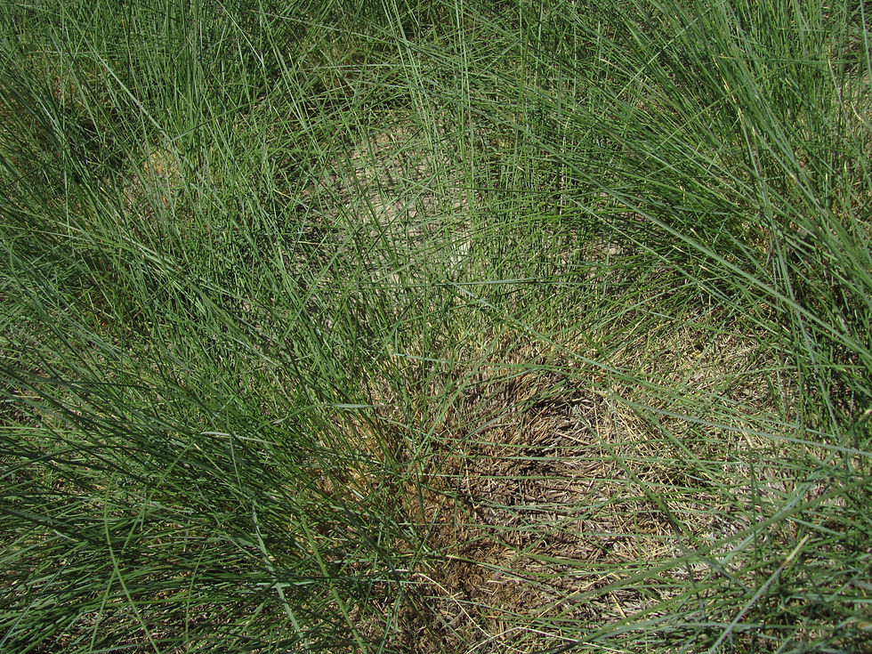 Muhlenbergia capillaris 'Regal Mist'