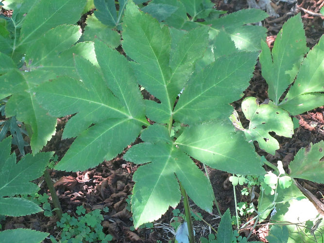 IMG_2203 (Populus tremuloides).jpg