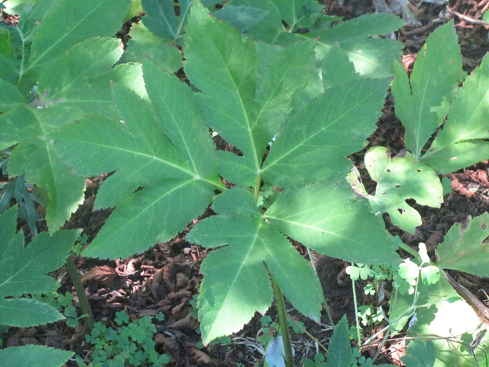 Angelica gigas