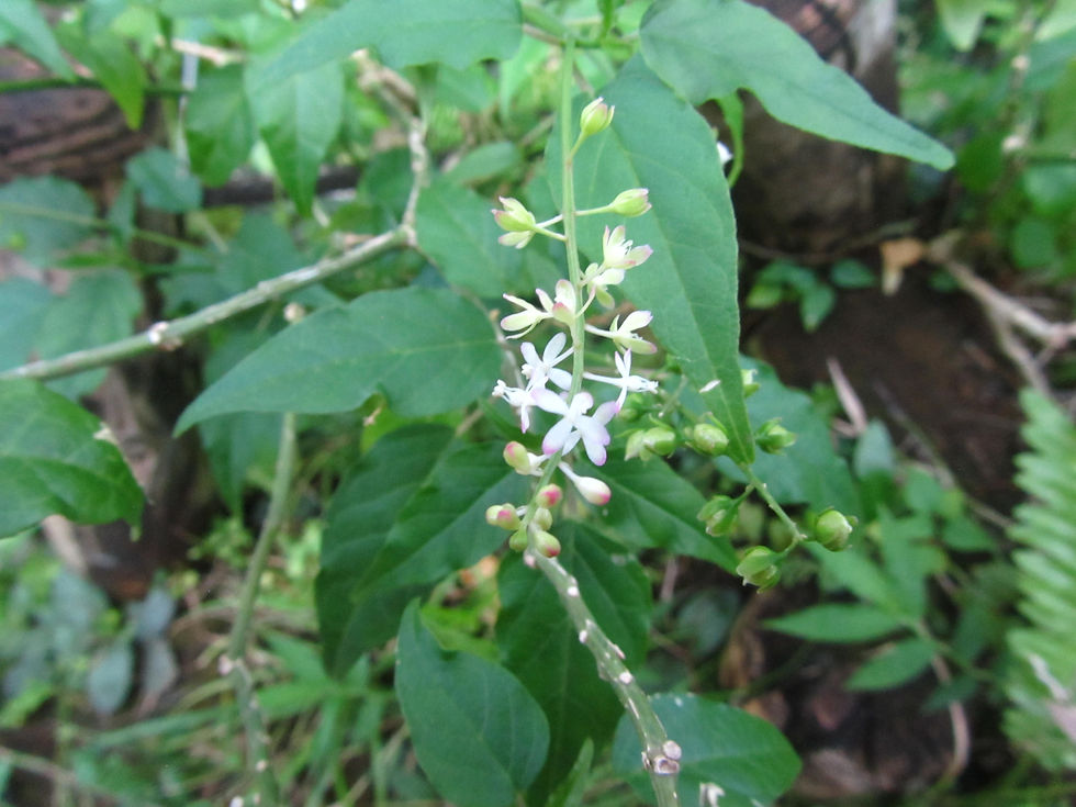 Rivina humilis