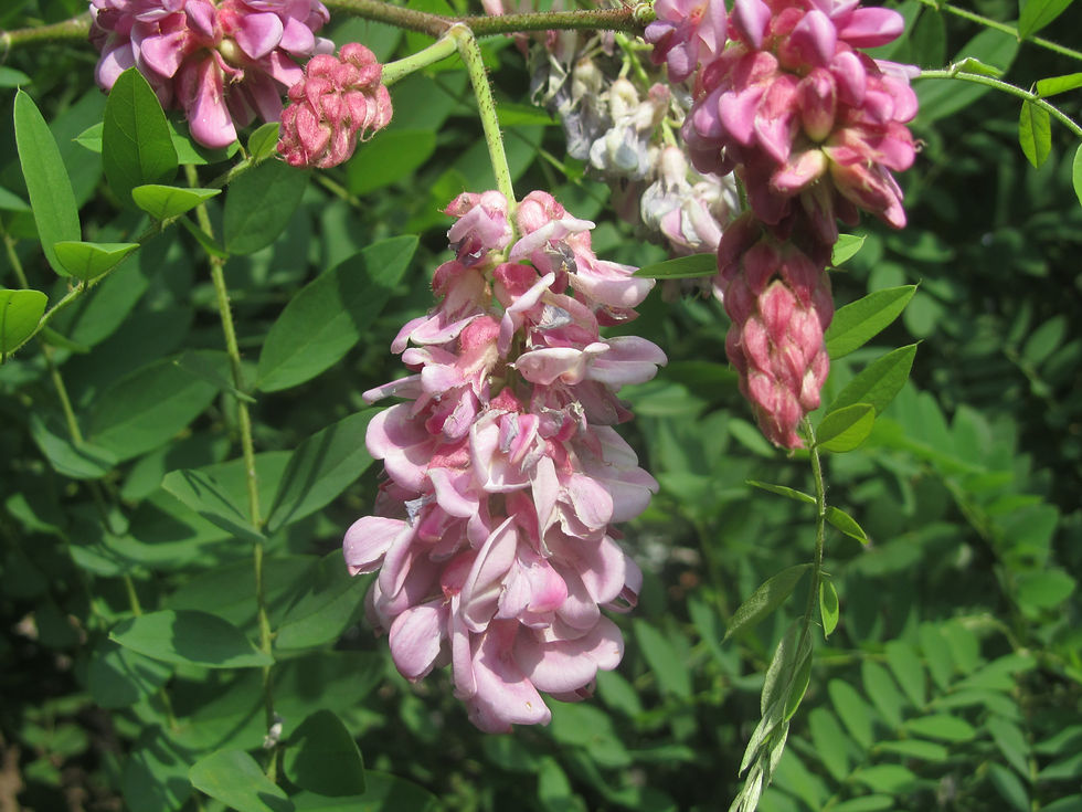 Robinia viscosa var. hartwigii