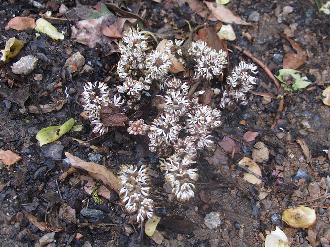 IMG_2203 (Populus tremuloides).jpg