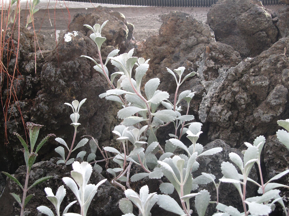 Kalanchoe pumila